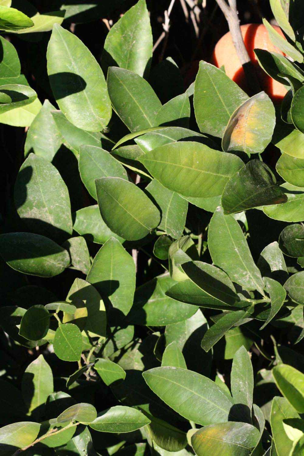            Sun leaves (Riverside, CA)   